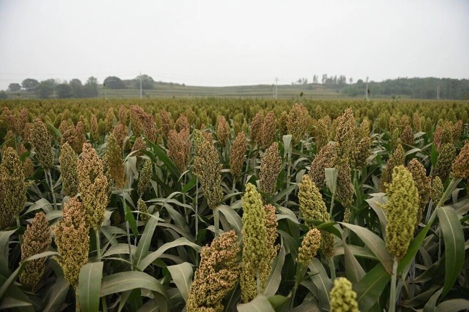 QQ圖片20180904145406